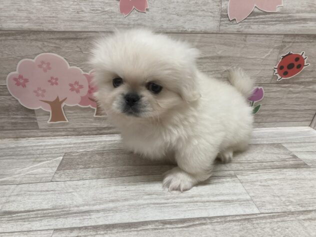 秋田県のペキニーズ (アミーゴ横手店/2026年2月24日生まれ/男の子/ホワイト)の子犬