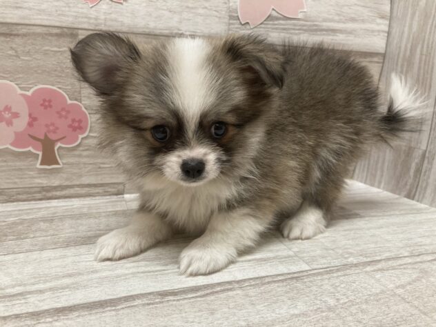 秋田県のハーフ犬・ミックス犬 (アミーゴ横手店/2026年2月19日生まれ/男の子/パーティーカラー)の子犬