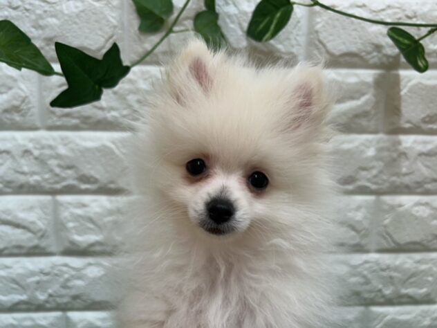 新潟県のポメラニアン (アミーゴ紫竹山店/2026年2月14日生まれ/男の子/クリーム)の子犬の4枚目の画像