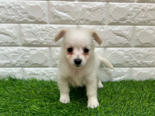 新潟県のハーフ犬・ミックス犬 (アミーゴ紫竹山店/2026年3月10日生まれ/男の子/クリーム)の子犬の1枚目の画像