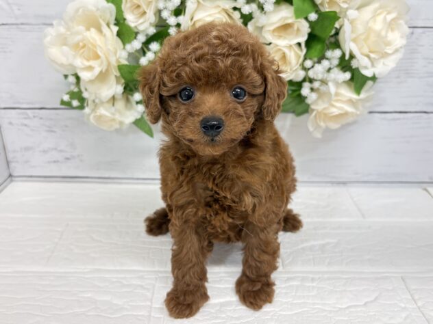 宮城県のトイプードル(トイ) (アミーゴ仙台富沢店/2026年3月20日生まれ/女の子/レッド)の子犬