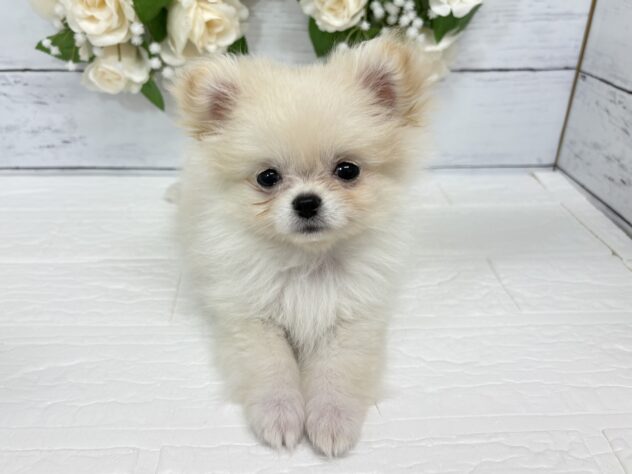 宮城県のハーフ犬・ミックス犬 (アミーゴ仙台富沢店/2026年3月23日生まれ/女の子/クリーム)の子犬の2枚目の画像