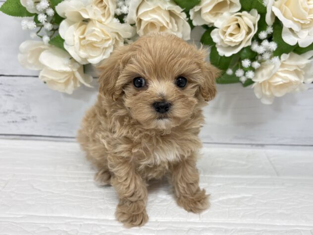 宮城県のハーフ犬・ミックス犬 (アミーゴ仙台富沢店/2026年3月9日生まれ/男の子/アプリコット)の子犬
