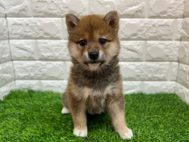 新潟県の柴犬(標準サイズ) (アミーゴ紫竹山店/2026年3月2日生まれ/男の子/赤)の子犬