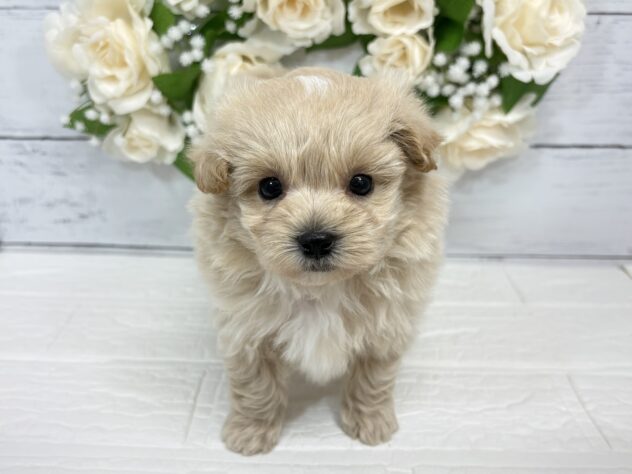 宮城県のハーフ犬・ミックス犬 (アミーゴ仙台富沢店/2026年3月22日生まれ/男の子/アプリコット)の子犬
