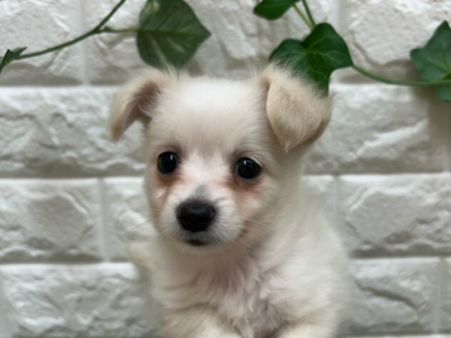 新潟県のハーフ犬・ミックス犬 (アミーゴ紫竹山店/2026年3月10日生まれ/男の子/クリーム)の子犬の2枚目の画像