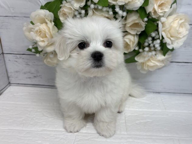 宮城県のハーフ犬・ミックス犬 (アミーゴ仙台富沢店/2026年3月18日生まれ/男の子/ホワイト)の子犬