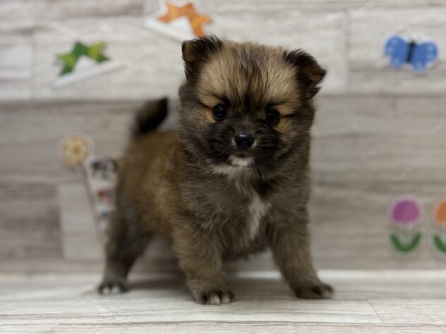 秋田県のハーフ犬・ミックス犬 (アミーゴ横手店/2026年3月7日生まれ/男の子/セーブル)の子犬