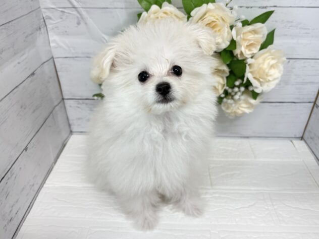 宮城県のハーフ犬・ミックス犬 (アミーゴ仙台富沢店/2026年3月9日生まれ/女の子/クリーム)の子犬