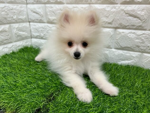 新潟県のポメラニアン (アミーゴ紫竹山店/2026年2月14日生まれ/男の子/クリーム)の子犬の3枚目の画像
