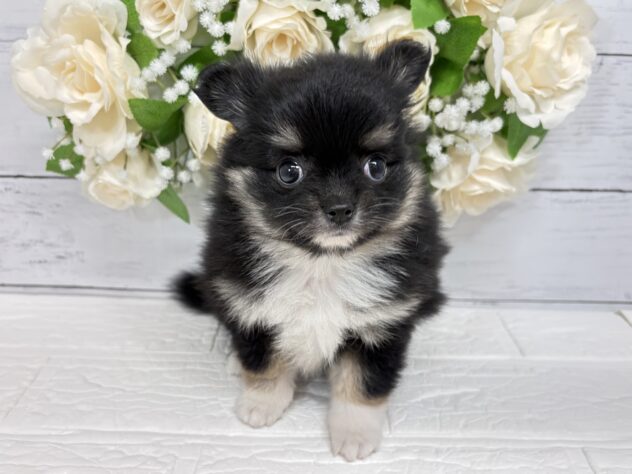 宮城県のハーフ犬・ミックス犬 (アミーゴ仙台富沢店/2026年3月22日生まれ/女の子/ブラックタンホワイト)の子犬