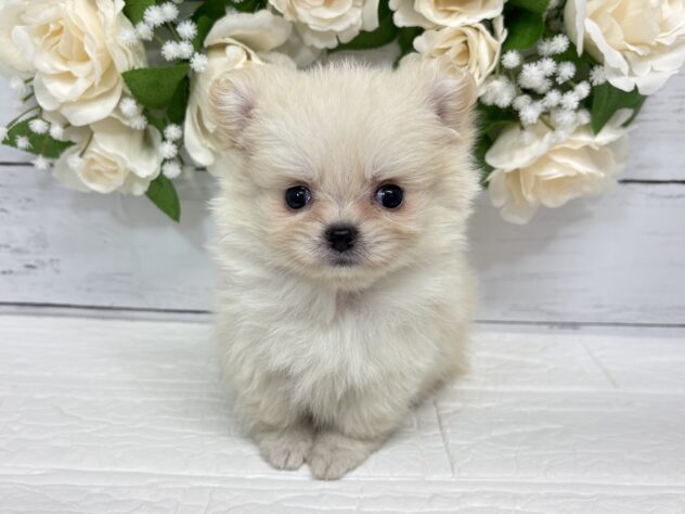 宮城県のハーフ犬・ミックス犬 (アミーゴ仙台富沢店/2026年3月23日生まれ/女の子/クリーム)の子犬