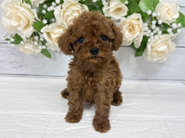 宮城県のトイプードル(トイ) (アミーゴ仙台富沢店/2026年3月5日生まれ/男の子/レッド)の子犬