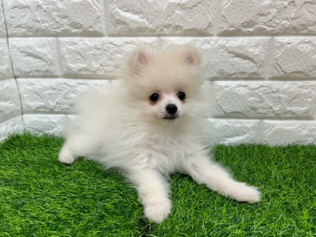 新潟県のポメラニアン (アミーゴ紫竹山店/2026年2月14日生まれ/男の子/クリーム)の子犬