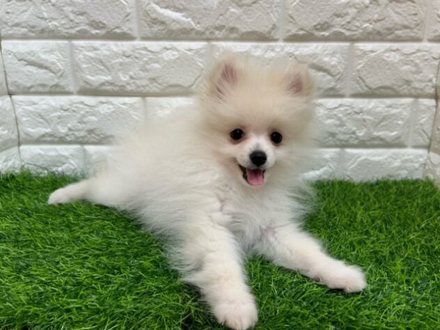 新潟県のポメラニアン (アミーゴ紫竹山店/2026年2月14日生まれ/男の子/クリーム)の子犬の2枚目の画像