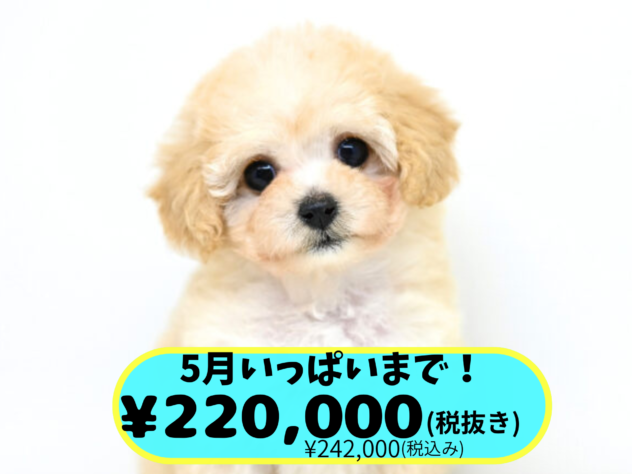 岡山県のハーフ犬・ミックス犬 (アミーゴ中庄店/2026年1月4日生まれ/女の子/クリーム)の子犬の1枚目の画像