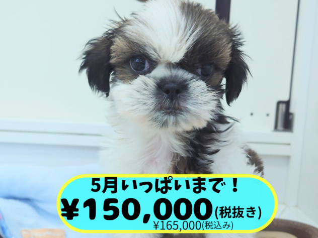 岡山県のシーズー (アミーゴ中庄店/2026年3月23日生まれ/男の子/ホワイトゴールド)の子犬の1枚目の画像