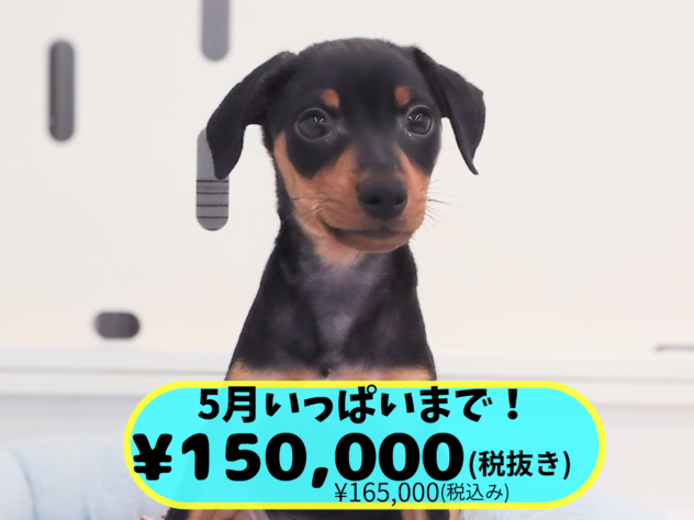 岡山県のミニチュアピンシャー (アミーゴ中庄店/2026年3月15日生まれ/男の子/ブラックタン)の子犬の1枚目の画像