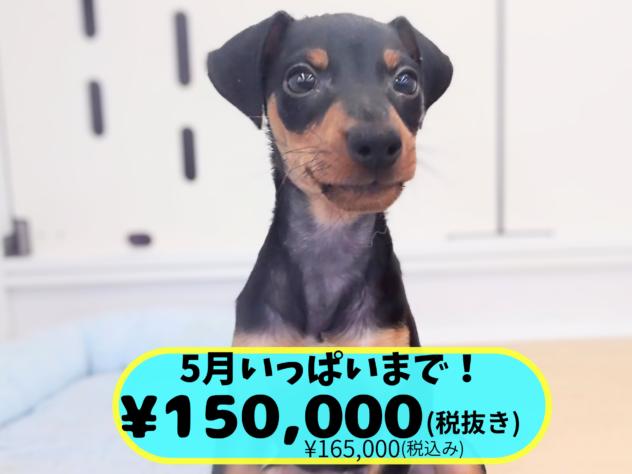 岡山県のミニチュアピンシャー (アミーゴ中庄店/2026年3月15日生まれ/男の子/ブラックタン)の子犬の1枚目の画像
