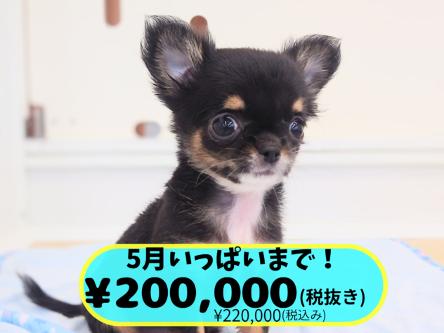 岡山県のチワワ(ロング) (アミーゴ中庄店/2026年3月20日生まれ/女の子/ブラックタンホワイト)の子犬