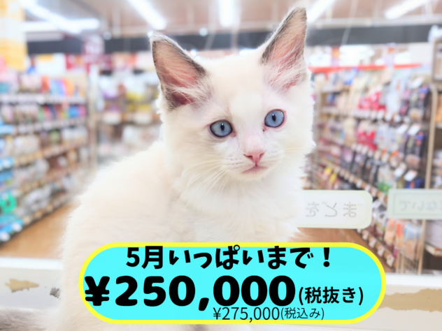 岡山県のラグドール (アミーゴ中庄店/2026年3月25日生まれ/男の子/ブルーパッチドタビーホワイト)の子猫の1枚目の画像