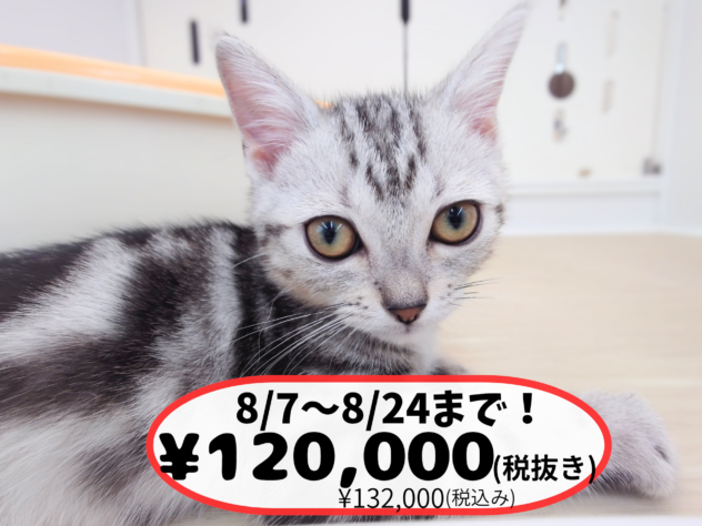 岡山県のアメリカンショートヘアー (アミーゴ中庄店/2026年2月17日生まれ/女の子/シルバータビー)の子猫の1枚目の画像