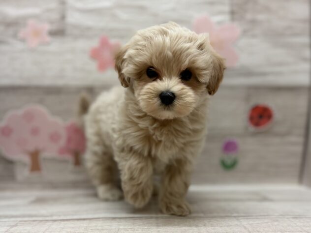 岩手県のハーフ犬・ミックス犬 (アミーゴ一関店/2026年2月10日生まれ/男の子/クリーム)の子犬