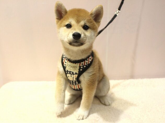 兵庫県の柴犬(標準サイズ) (ペット・プラザ アミーゴ明石魚住店/2026年3月11日生まれ/女の子/赤)の子犬の1枚目の画像
