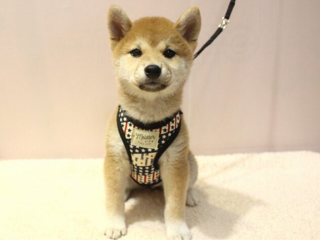 兵庫県の柴犬(標準サイズ) (ペット・プラザ アミーゴ明石魚住店/2026年3月11日生まれ/女の子/赤)の子犬の2枚目の画像