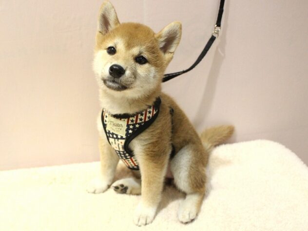 兵庫県の柴犬(標準サイズ) (ペット・プラザ アミーゴ明石魚住店/2026年3月11日生まれ/女の子/赤)の子犬の3枚目の画像