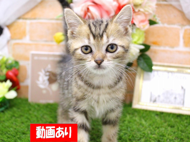 兵庫県のアメリカンショートヘアー (ペット・プラザ アミーゴ三田店/2026年3月22日生まれ/男の子/ブラウンタビー)の子猫の1枚目の画像