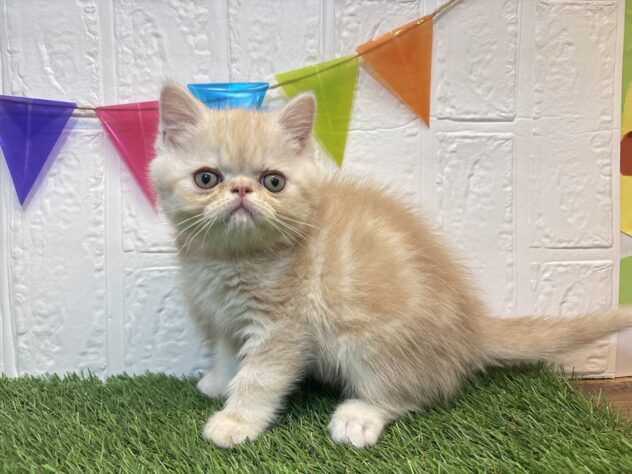 福島県のエキゾチック (アミーゴ郡山南店/2026年3月9日生まれ/男の子/クリームタビー)の子猫