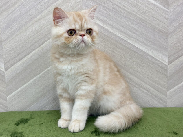 福島県のエキゾチック (アミーゴ郡山南店/2026年3月9日生まれ/男の子/クリームタビー)の子猫