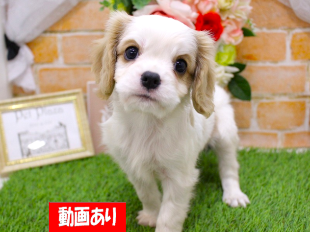 兵庫県のキャバリアキングチャールズスパニエル (ペット・プラザ アミーゴ三田店/2026年3月23日生まれ/女の子/ブレンハイム)の子犬の1枚目の画像