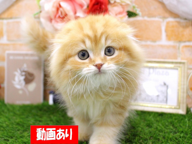 兵庫県のスコティッシュフォールド (ペット・プラザ アミーゴ三田店/2026年3月12日生まれ/男の子/レッドタビーホワイト)の子猫の1枚目の画像