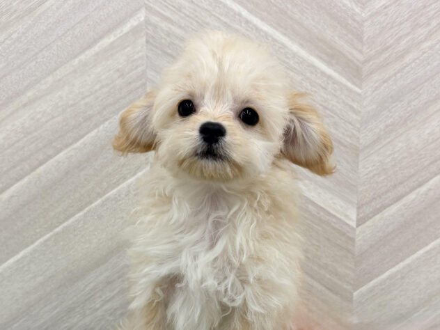 福島県のハーフ犬・ミックス犬 (アミーゴ郡山南店/2026年3月3日生まれ/女の子/アプリコット)の子犬