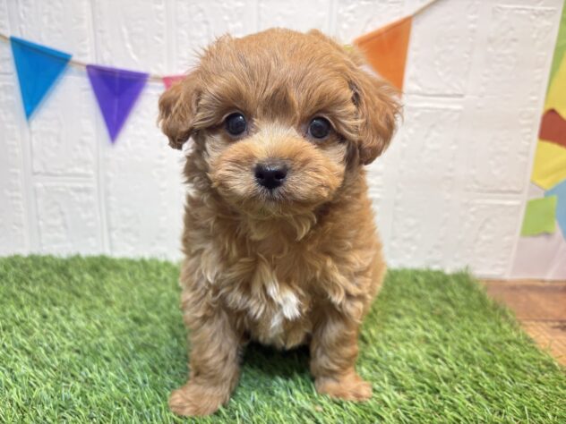 福島県のハーフ犬・ミックス犬 (アミーゴ郡山南店/2026年3月18日生まれ/男の子/レッド)の子犬