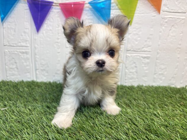 福島県のハーフ犬・ミックス犬 (アミーゴ郡山南店/2026年3月16日生まれ/男の子/レッドホワイト)の子犬