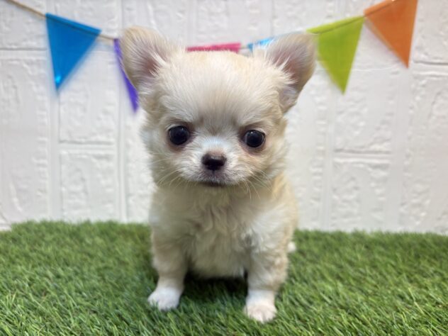 福島県のチワワ(ロング) (アミーゴ郡山南店/2026年3月7日生まれ/女の子/クリーム)の子犬