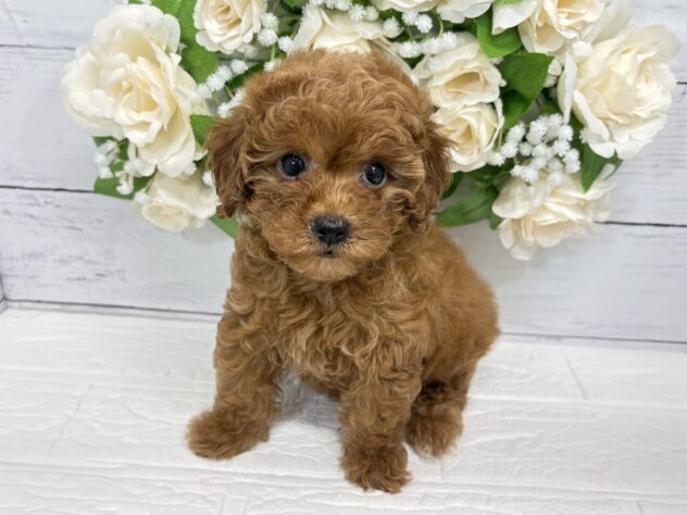 福島県のトイプードル(トイ) (アミーゴ郡山南店/2026年3月12日生まれ/女の子/レッド)の子犬