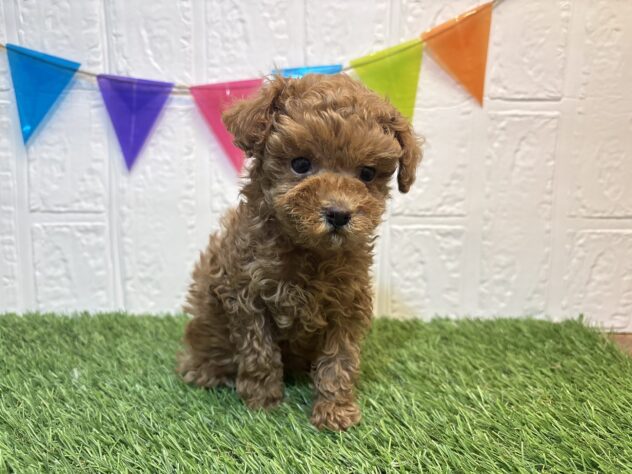 福島県のトイプードル(トイ) (アミーゴ郡山南店/2026年3月17日生まれ/男の子/レッド)の子犬