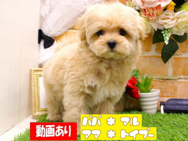 兵庫県のハーフ犬・ミックス犬 (ペット・プラザ アミーゴ三田店/2026年3月10日生まれ/女の子/クリーム)の子犬