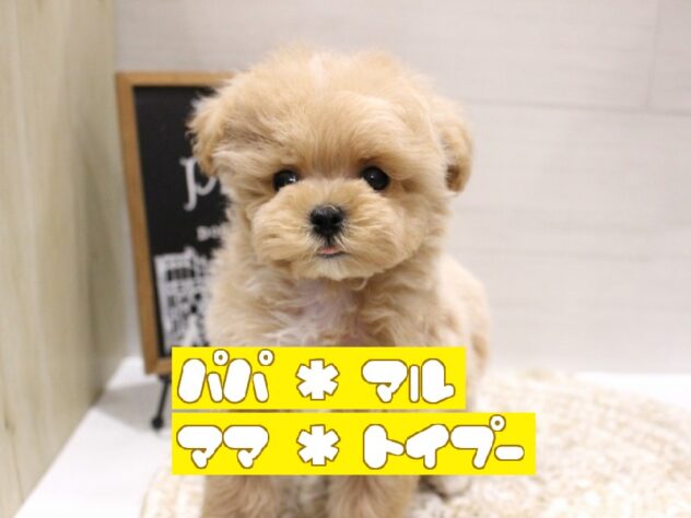 大阪府のマルプー(マルチーズ×プードル) (ペット・プラザ アミーゴ箕面店/2026年3月10日生まれ/女の子/クリーム)の子犬の1枚目の画像