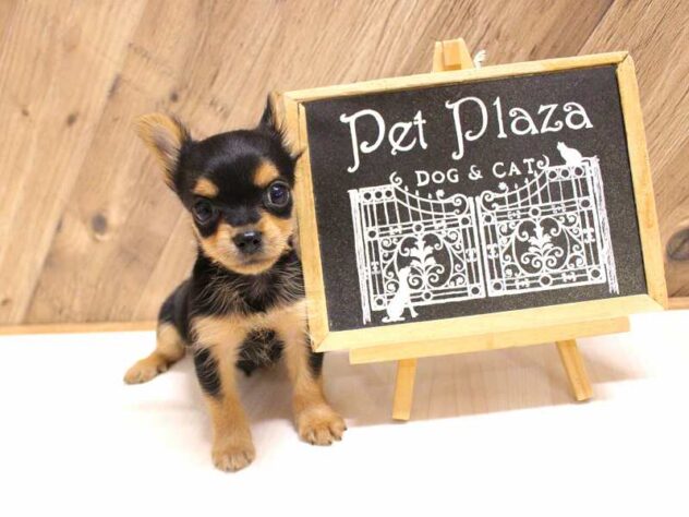 兵庫県のハーフ犬・ミックス犬 (ペット・プラザ アミーゴつかしん店/2026年3月1日生まれ/男の子/スチールブルータン)の子犬の1枚目の画像