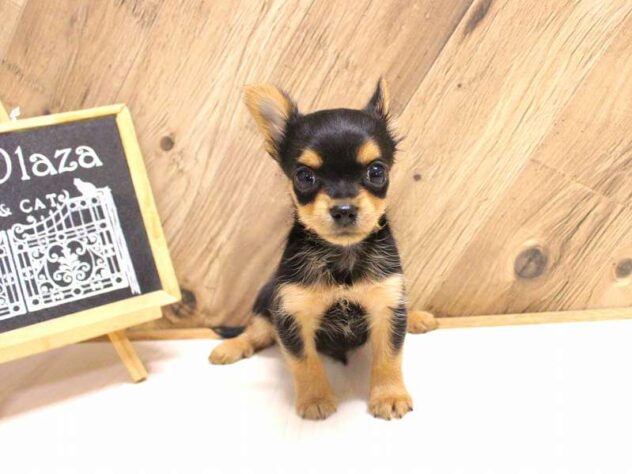 兵庫県のハーフ犬・ミックス犬 (ペット・プラザ アミーゴつかしん店/2026年3月1日生まれ/男の子/スチールブルータン)の子犬の2枚目の画像