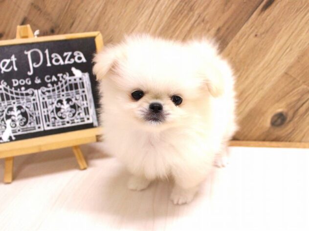 兵庫県のハーフ犬・ミックス犬 (ペット・プラザ アミーゴつかしん店/2026年2月26日生まれ/女の子/クリーム)の子犬