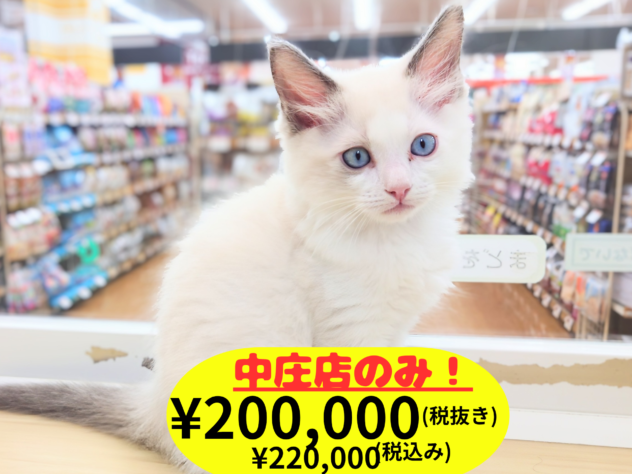 岡山県のラグドール (アミーゴ中庄店/2026年3月25日生まれ/男の子/ブルーパッチドタビーホワイト)の子猫の1枚目の画像