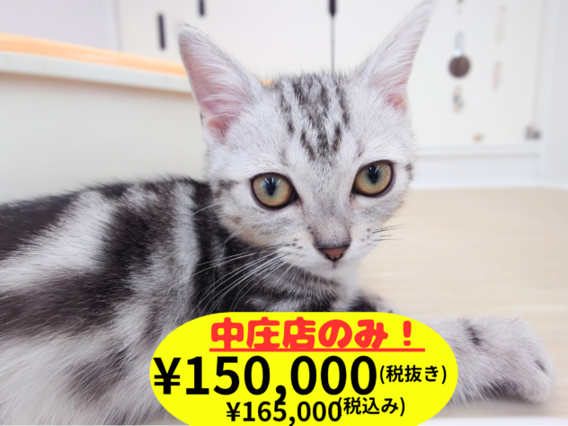 岡山県のアメリカンショートヘアー (アミーゴ中庄店/2026年2月17日生まれ/女の子/シルバータビー)の子猫の1枚目の画像