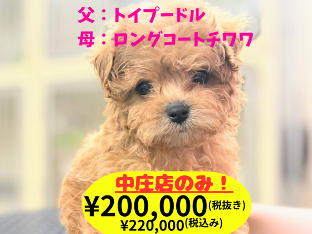 岡山県のハーフ犬・ミックス犬 (アミーゴ中庄店/2026年3月30日生まれ/男の子/レッドフォーン)の子犬