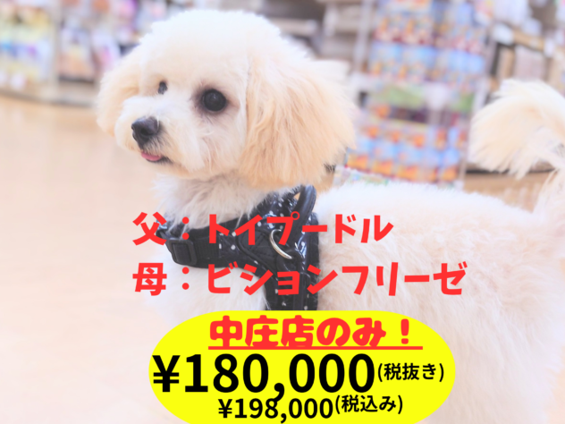 岡山県のハーフ犬・ミックス犬 (アミーゴ中庄店/2026年1月4日生まれ/女の子/クリーム)の子犬の1枚目の画像